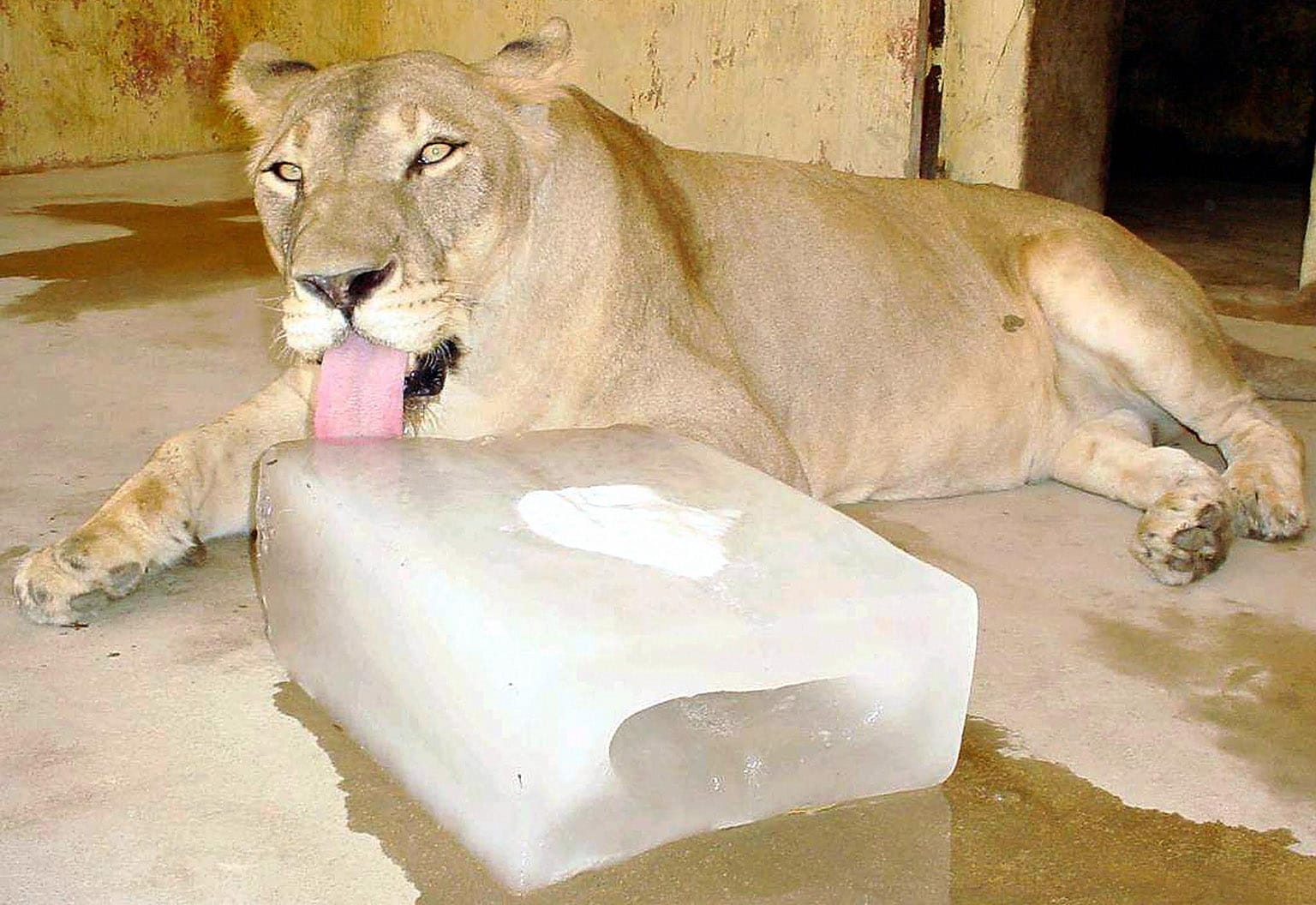 Lion relaxing and licking a giant ice block