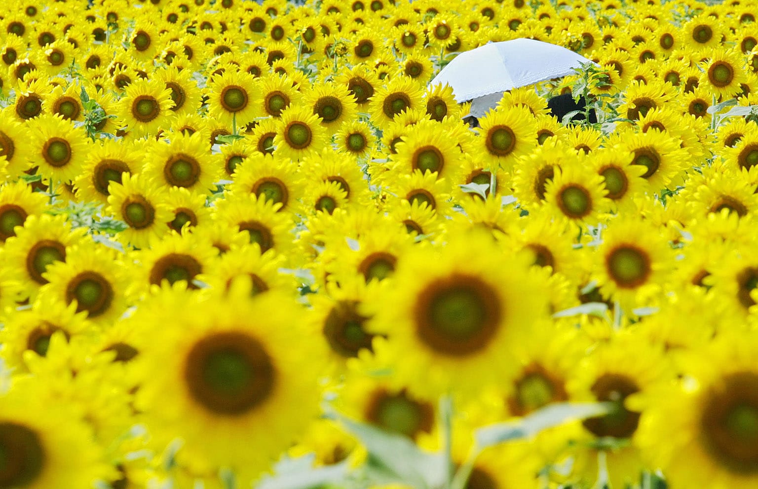A dazzling yellow field of flowers interrupted by a white umbrells