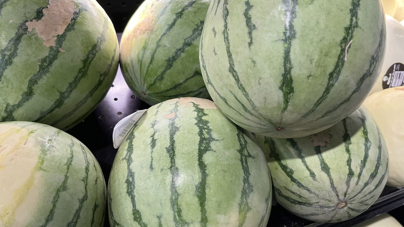 Red watermelons