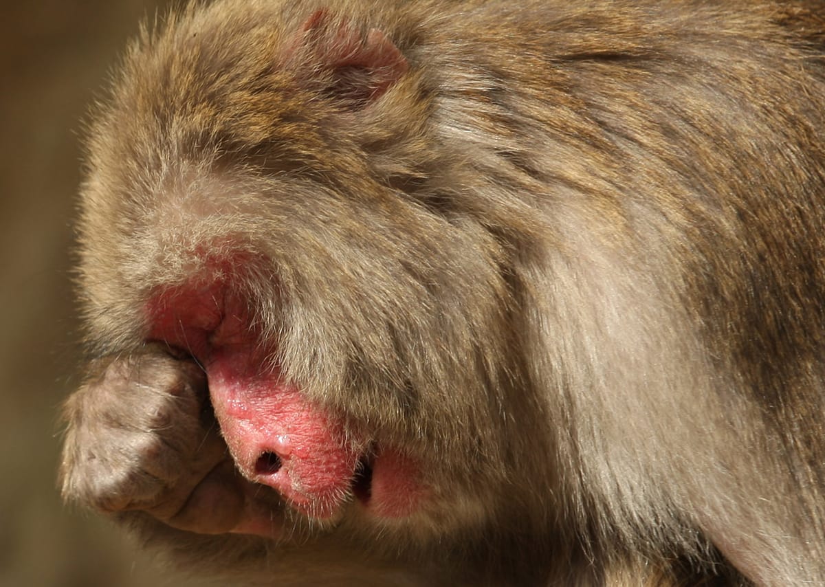 Getty Image Roundup: Pollen.