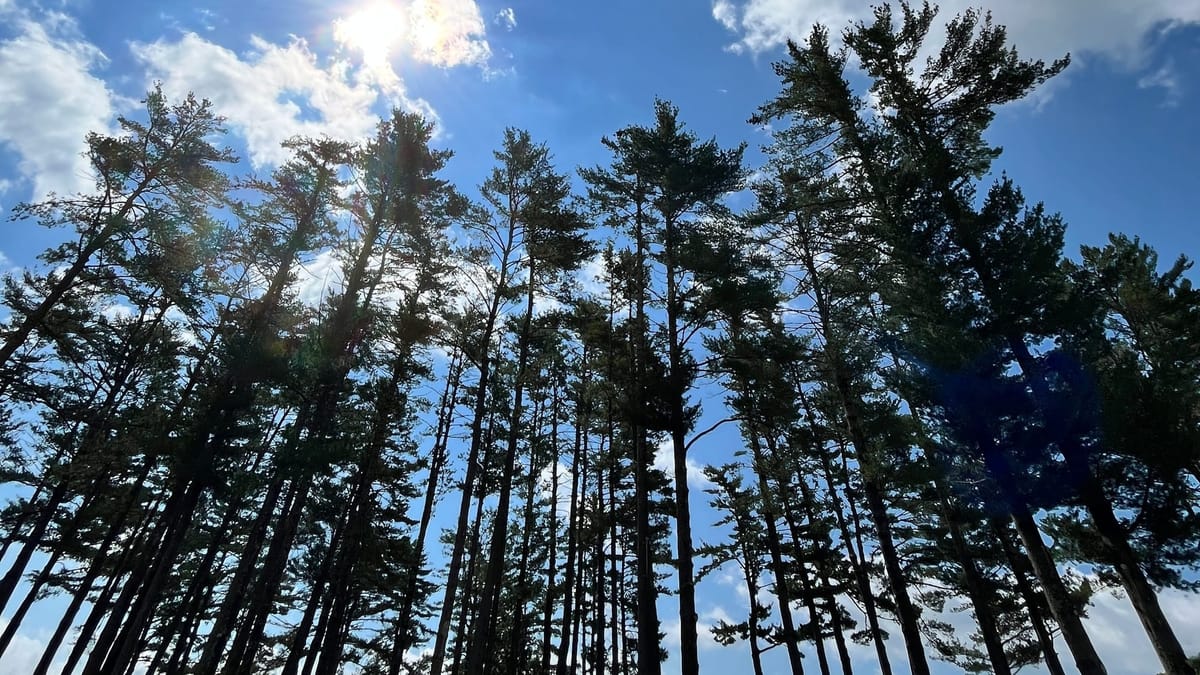 A buncha trees