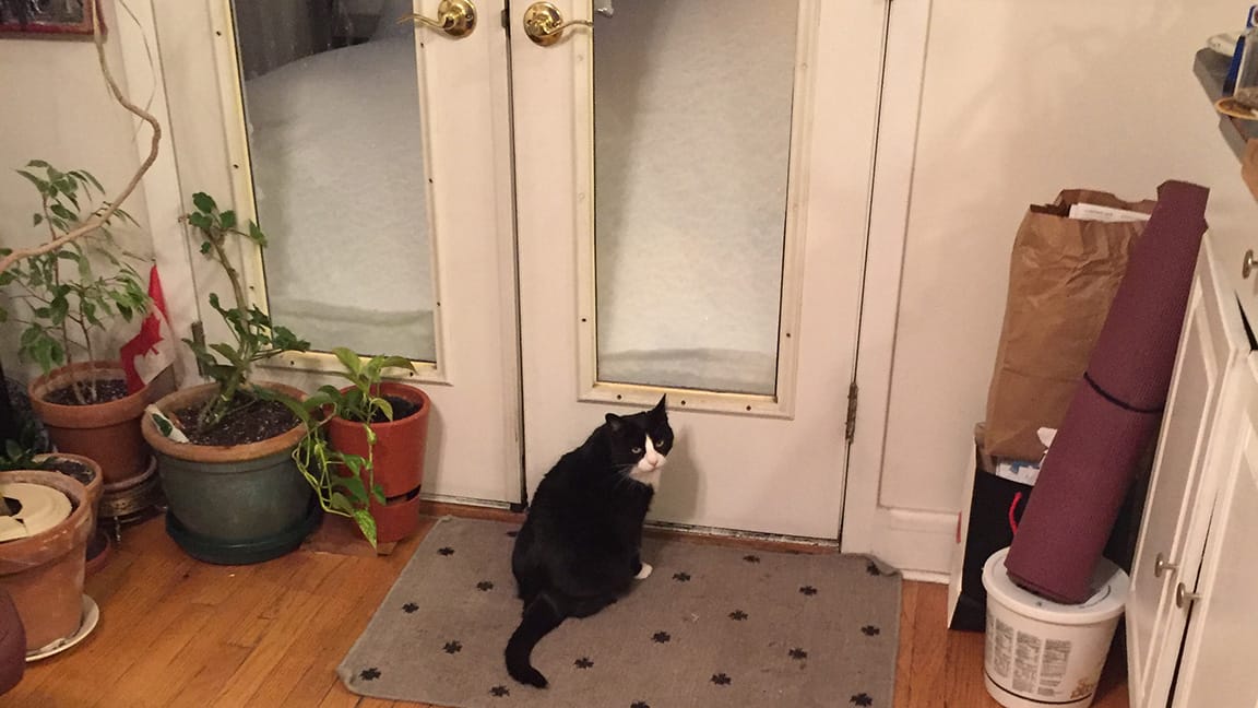 Ella the cat insidesitting in front of glass doors to the deck and the snow is almost covering the doors.