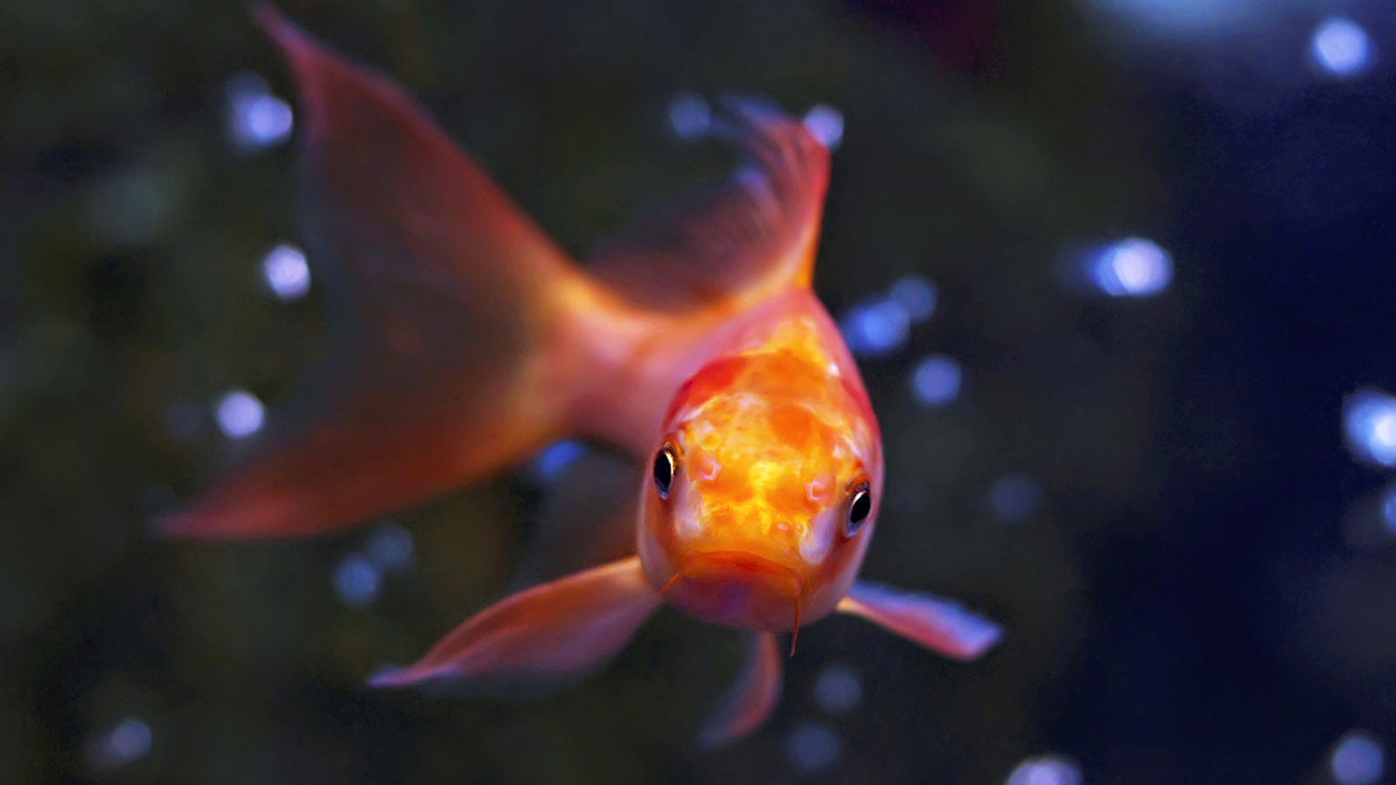 A goldfish