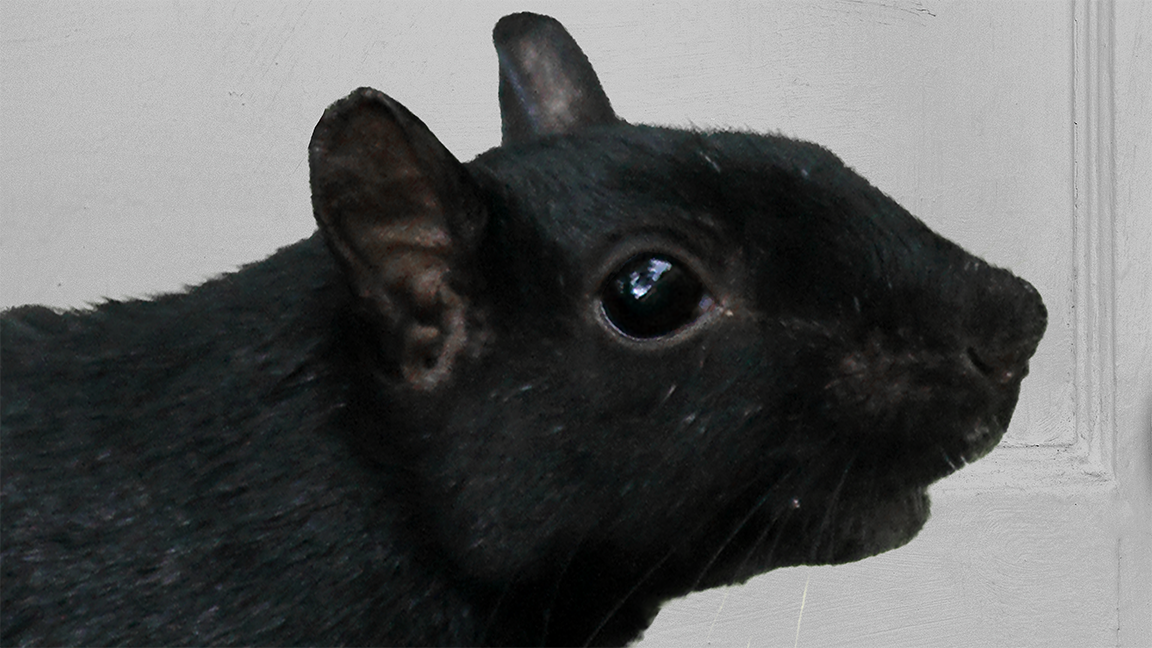A melanistic squirrel in front of the door to the stairs