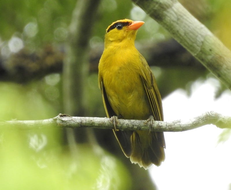 Indignity Vol. 1, No. 40: Tanager of the Year