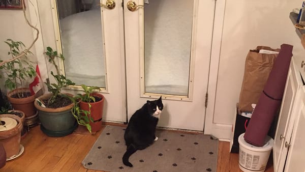 Ella the cat insidesitting in front of glass doors to the deck and the snow is almost covering the doors.