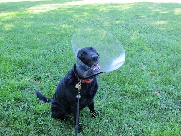 Indignity Vol. 2, No. 64: Happy Indigniversary! 