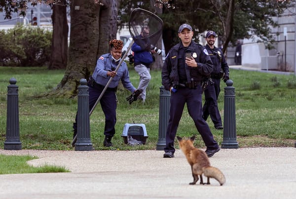 Indignity, Vol. 2, No. 29: Reality Bites