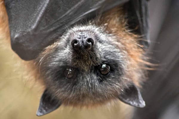 Indignity Vol. 2, No. 79: Guano gone-o.