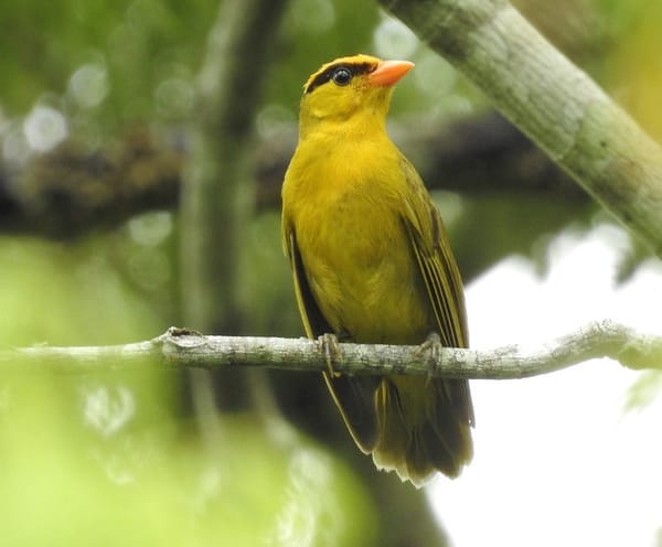 Indignity Vol. 1, No. 40: Tanager of the Year