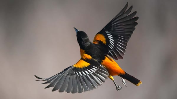 Bird brand