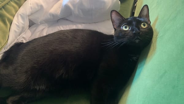 Feline terrible